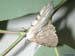 inseto57
