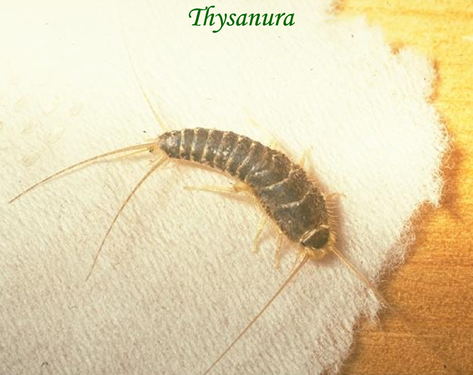 Thysanura photo